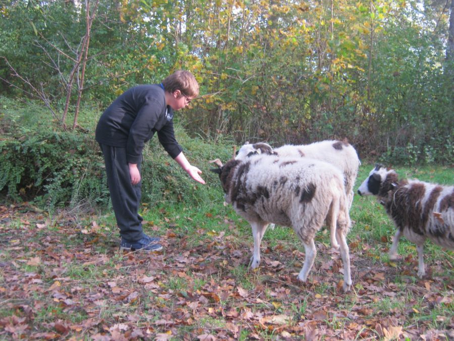 tl_files/bauspielplatz/content/geschichtserlebnisraum-galerie/Schafe SRH (4).JPG